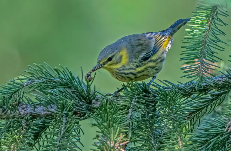 Cape May Warbler, female