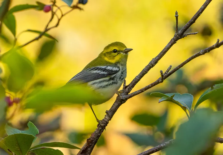Black-throated Green Warbler, female