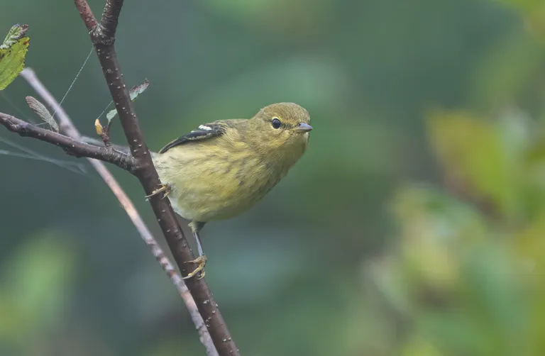 Blackpoll Warbler, female