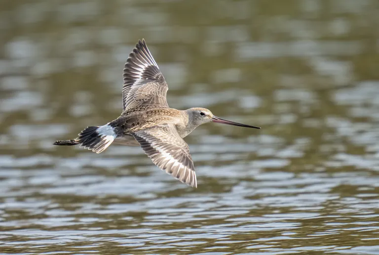 Hudsonian Godwit