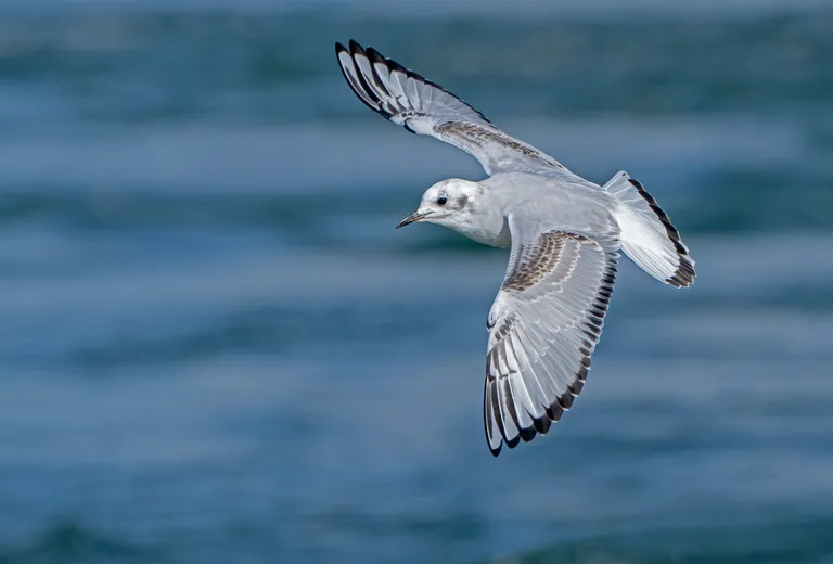 Bonaparte's Gull, immature