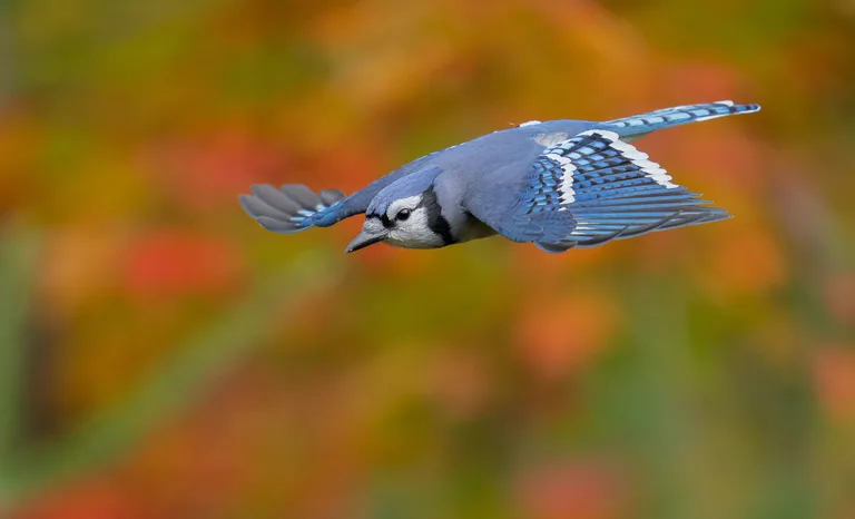 Blue Jay