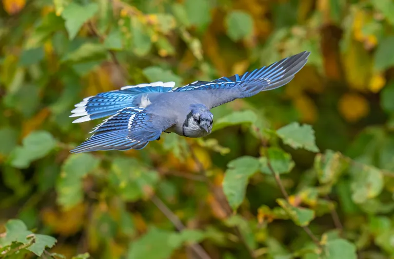 Blue Jay