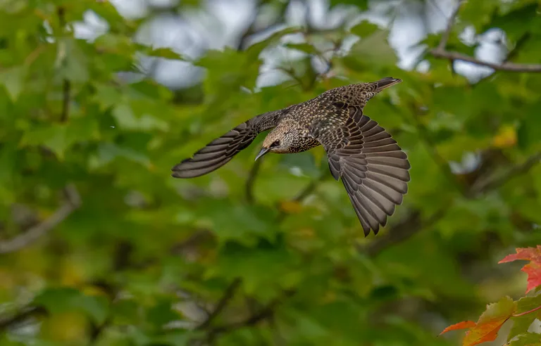 European Starling