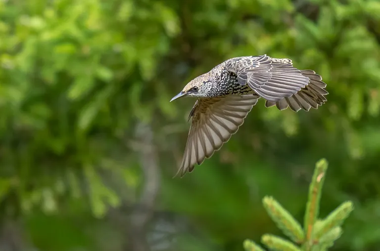European Starling