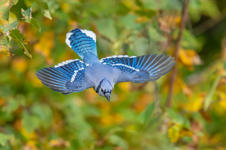 Blue Jay