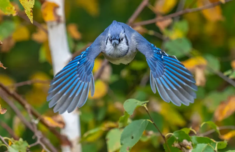 Blue Jay