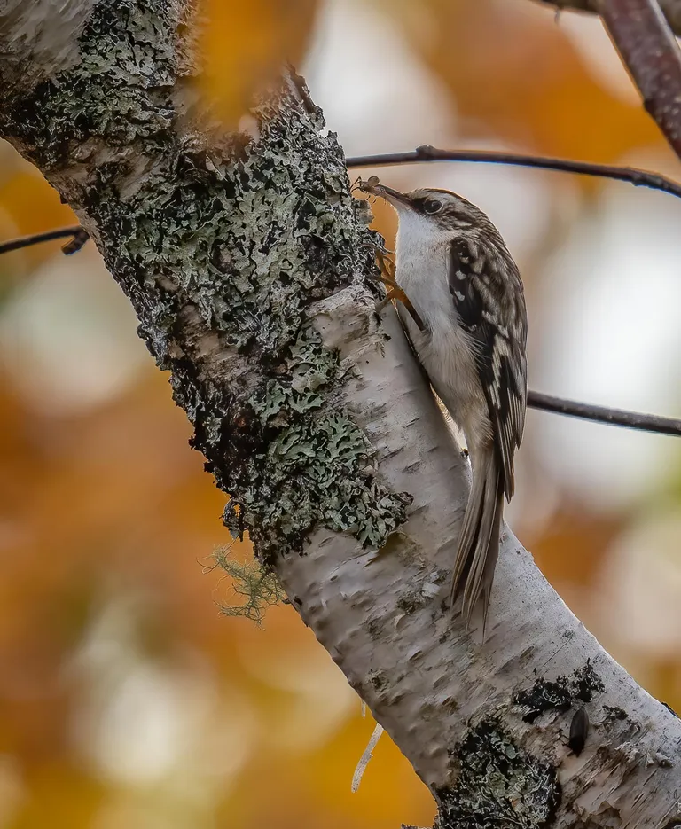 Brown Creeper