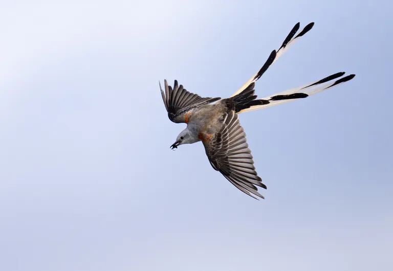 Scissor-tailed Flycatcher