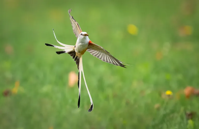 Scissor-tailed Flycatcher