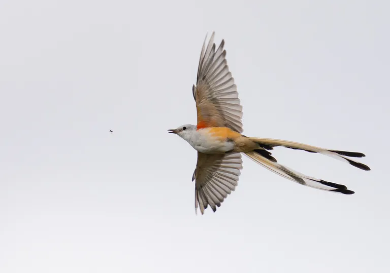 Scissor-tailed Flycatcher