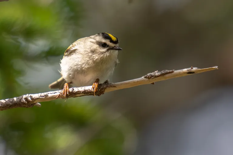 Golden-crowned Kinglet