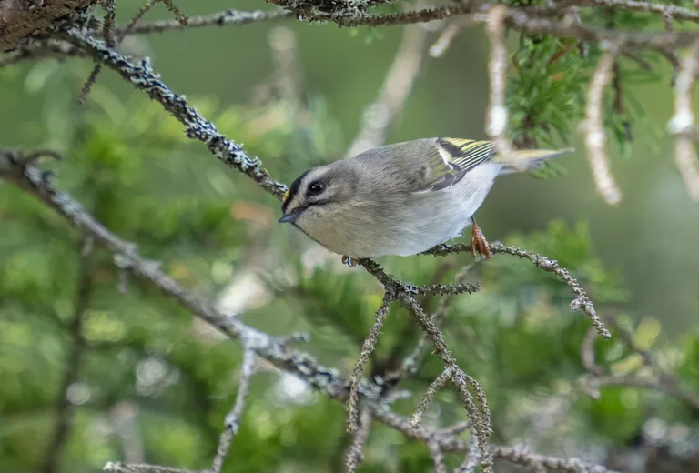 Golden-crowned Kinglet