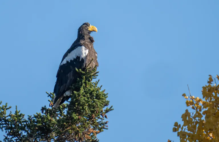 Steller's Sea Eagle