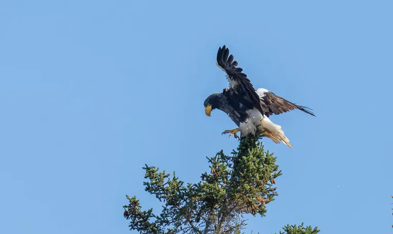 Steller's Sea Eagle