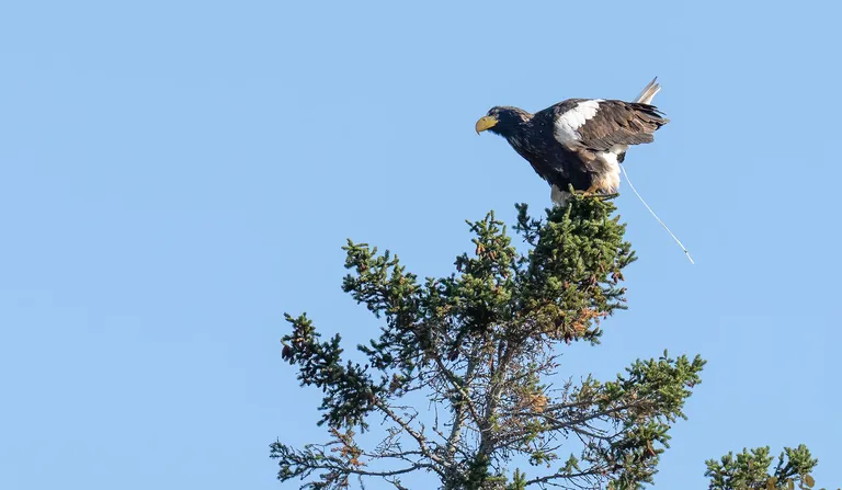 Steller's Sea Eagle