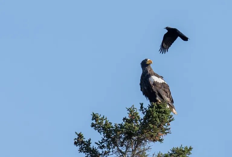 Steller's Sea Eagle
