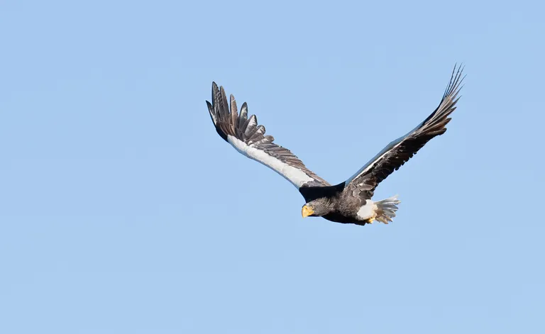 Steller's Sea Eagle