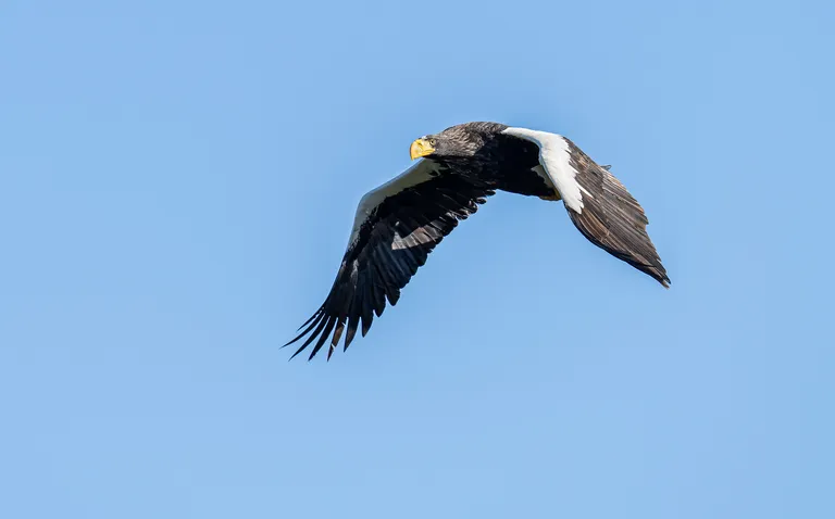 Steller's Sea Eagle