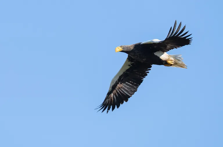 Steller's Sea Eagle