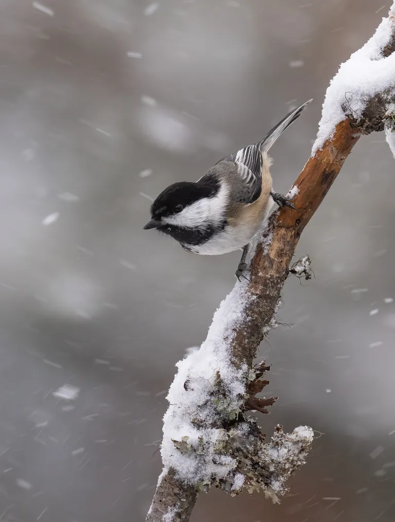 Black-capped Chickadee