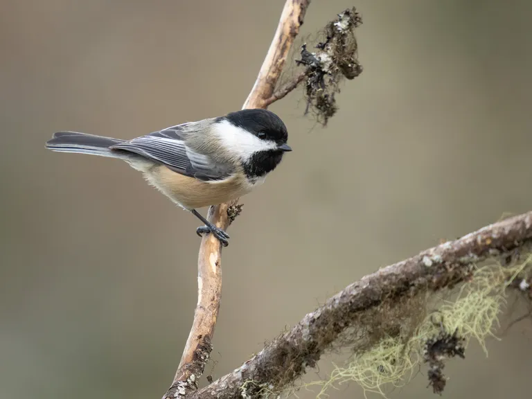 Black-capped Chickadee