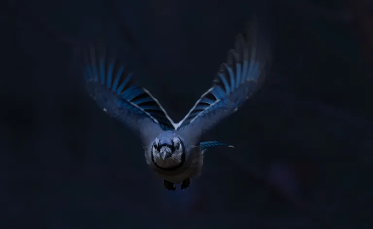 Blue Jay