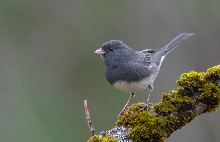 Dark-eyed Junco