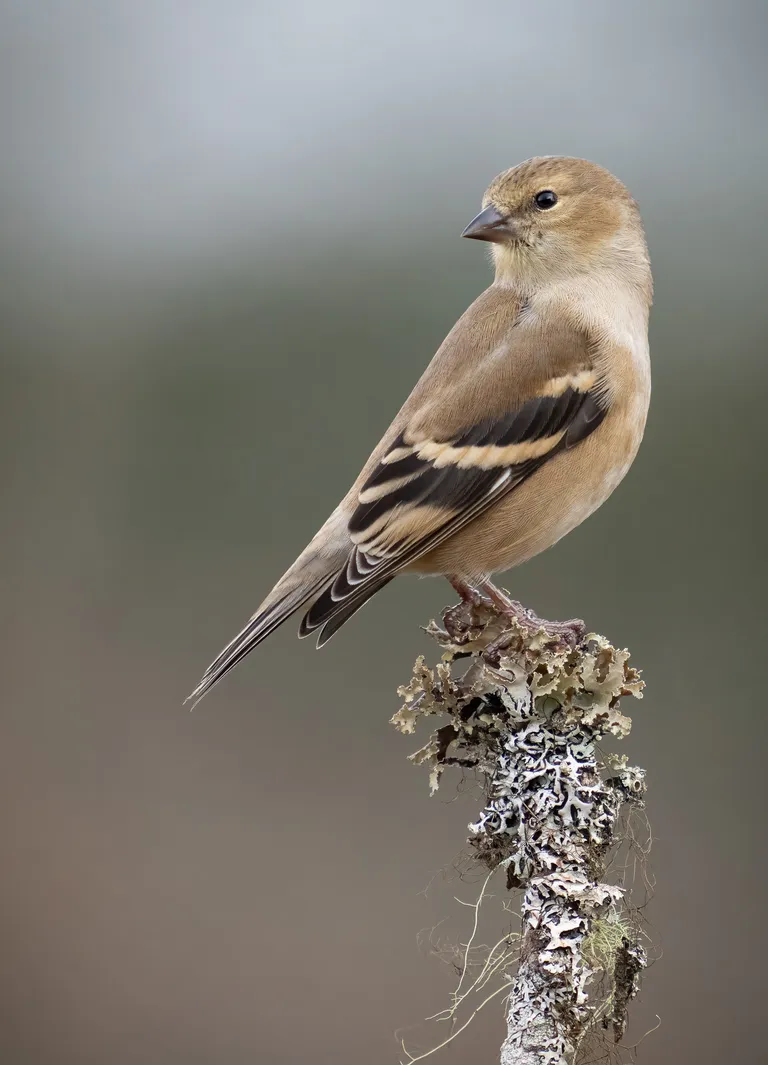 American Goldfinch