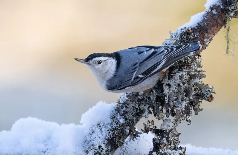 White-breasted Nuthatch