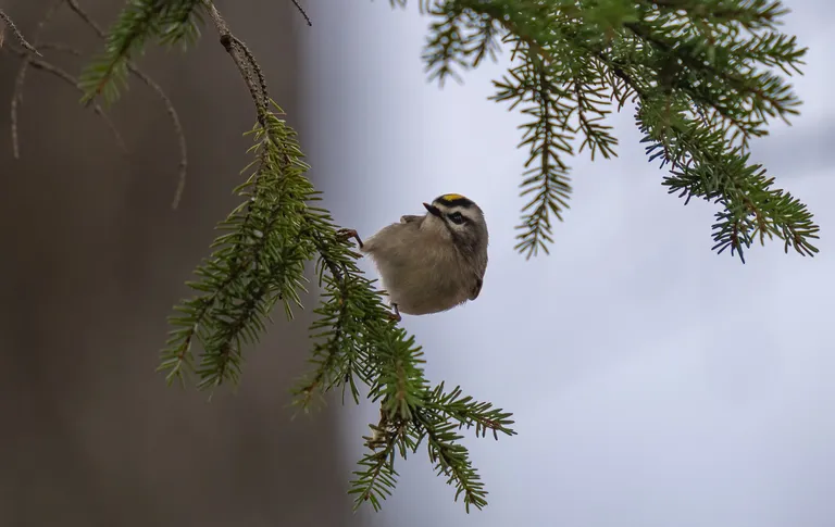 Golden-crowned Kinglet