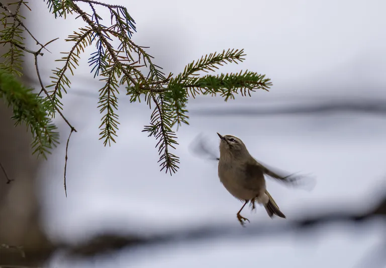 Golden-crowned Kinglet