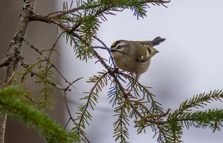 Golden-crowned Kinglet
