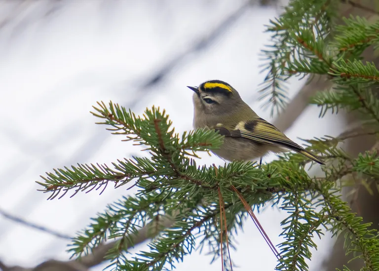 Golden-crowned Kinglet
