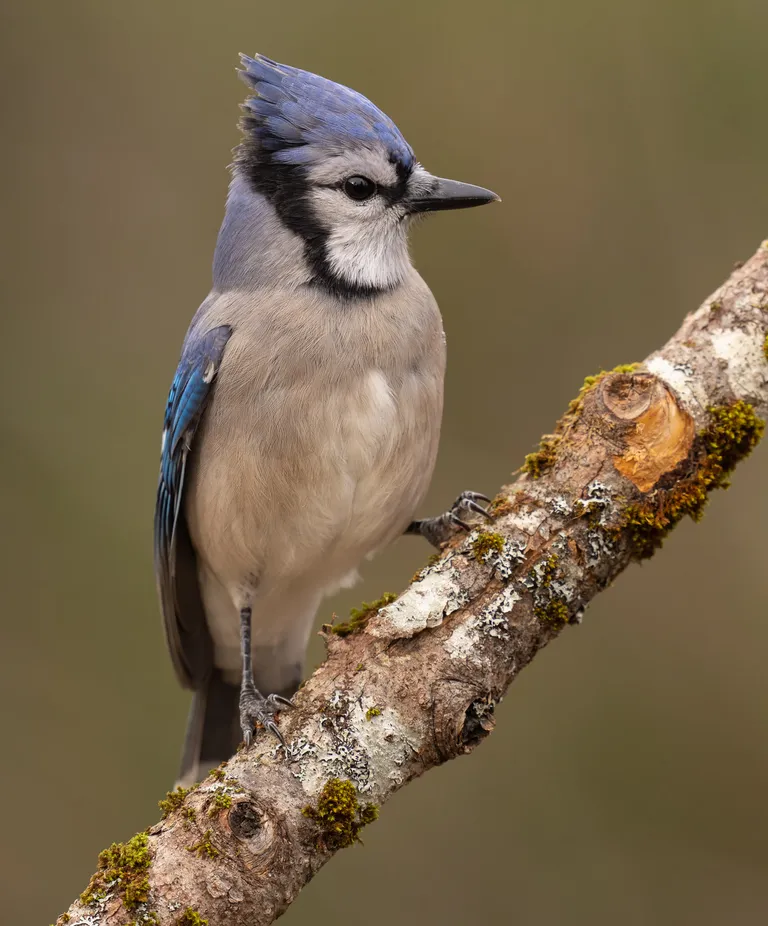 Blue Jay