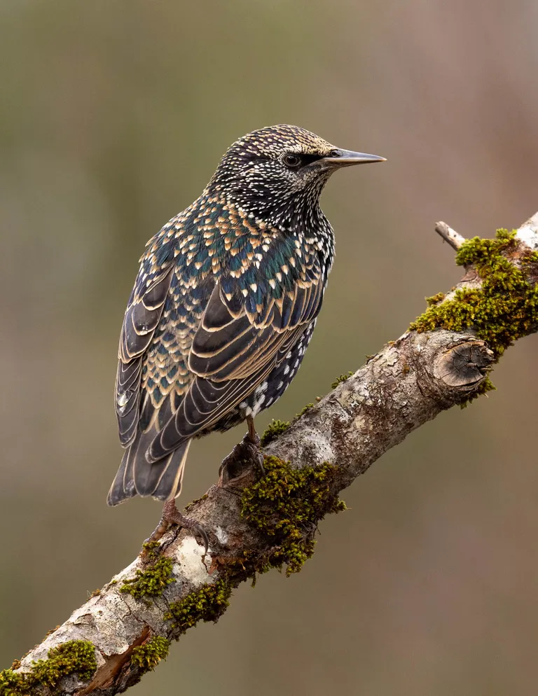 European Starling