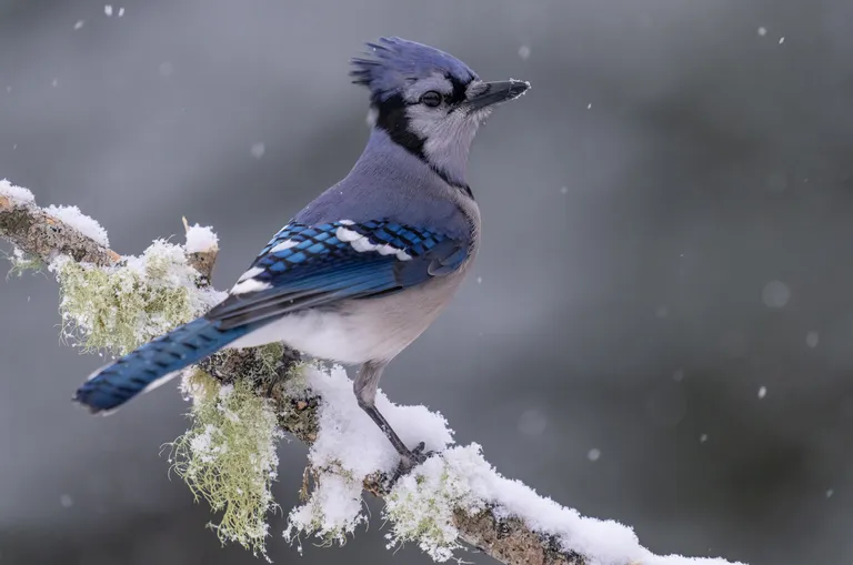 Blue Jay