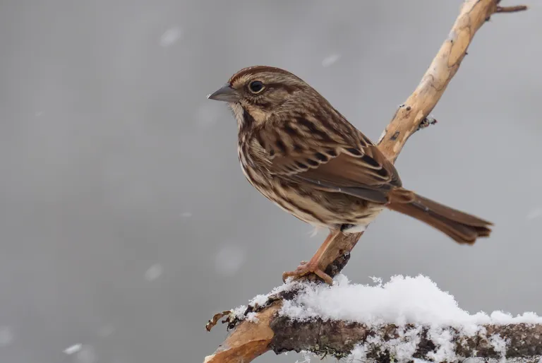 Song Sparrow
