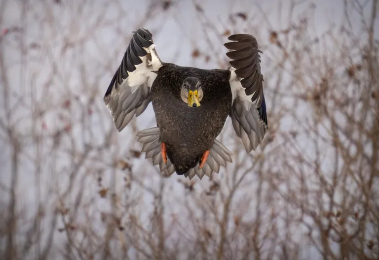 American Black Duck