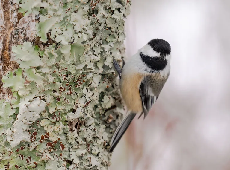 Black-capped Chickadee