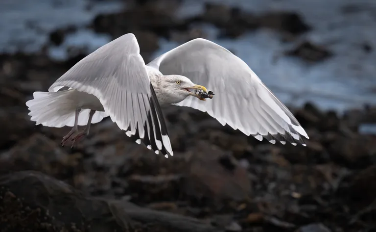 Herring Gull