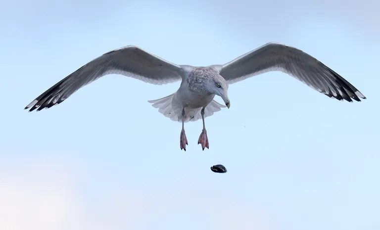 Herring Gull