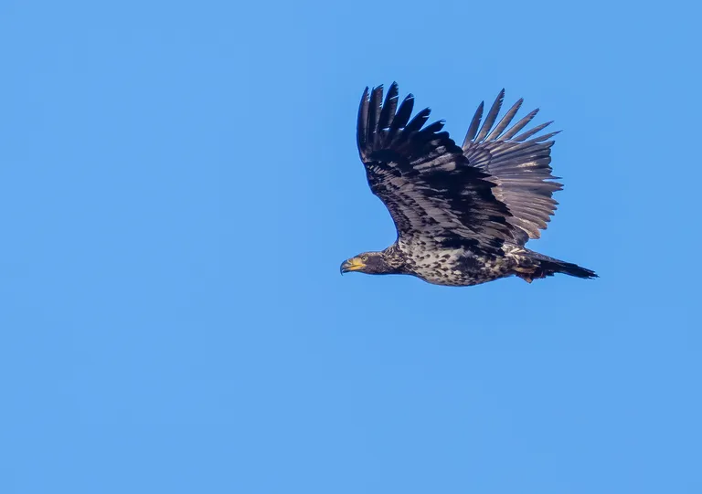 Bald Eagle (sub-adult)