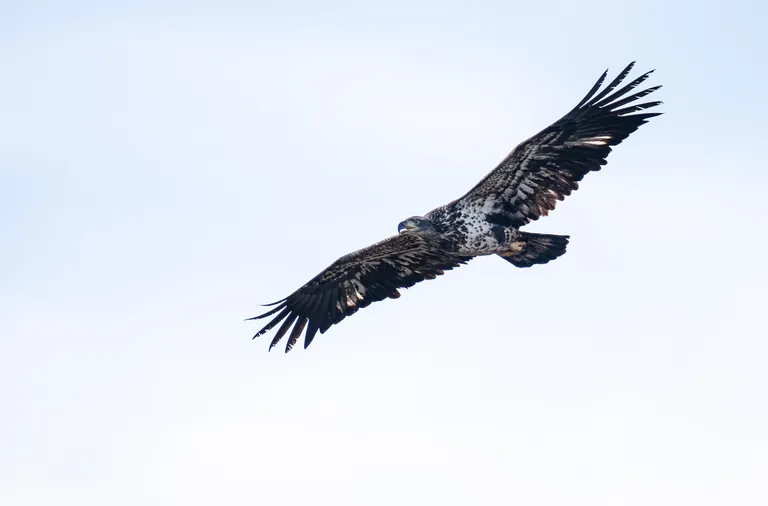 Bald Eagle (sub-adult)