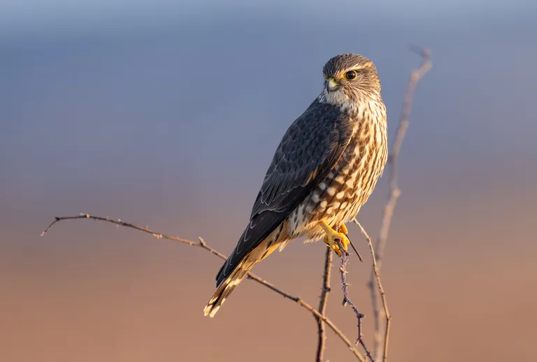 Merlin