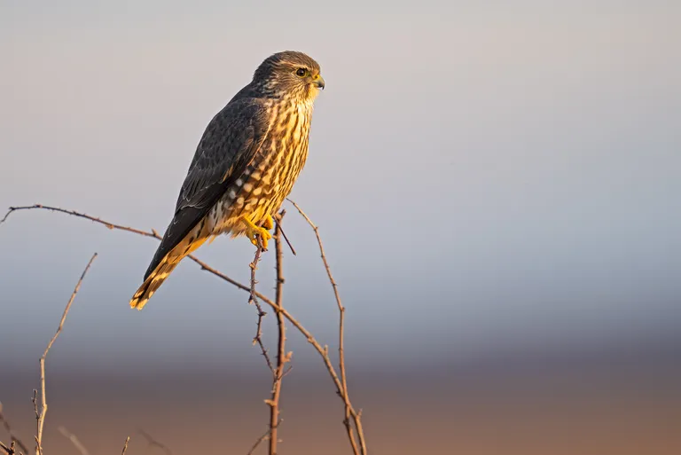 Merlin