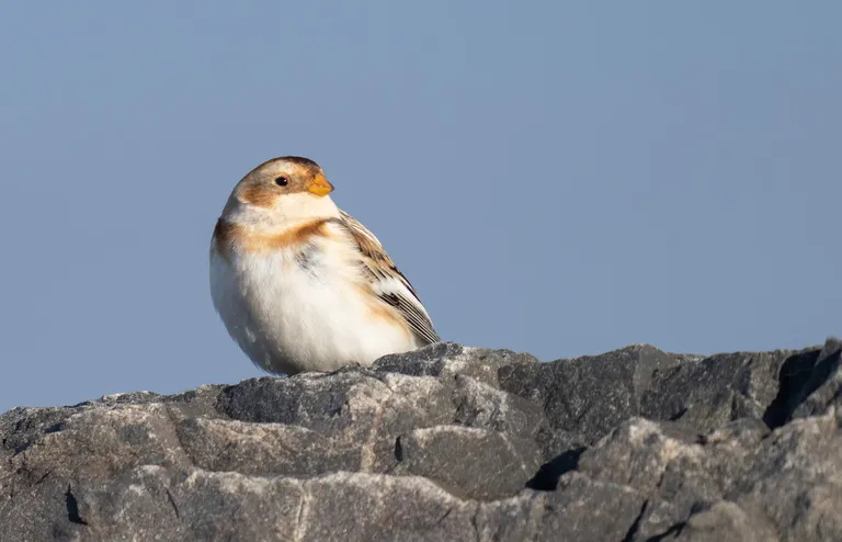 Snow Bunting