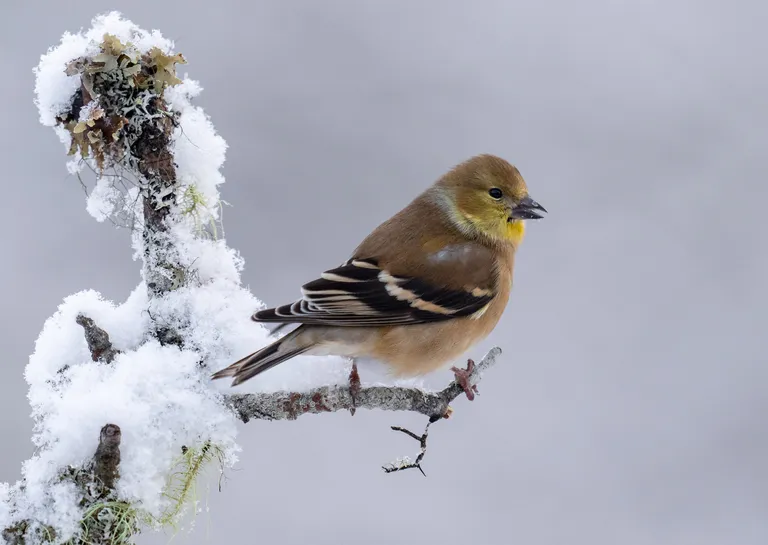 American Goldfinch