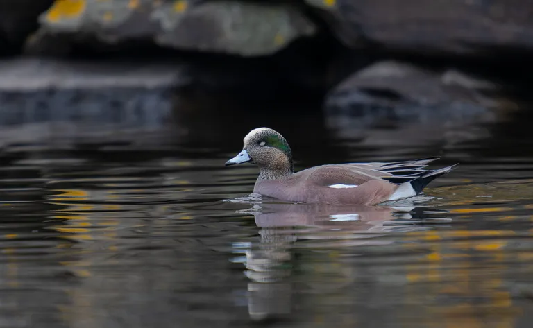 American Wigeon, male
