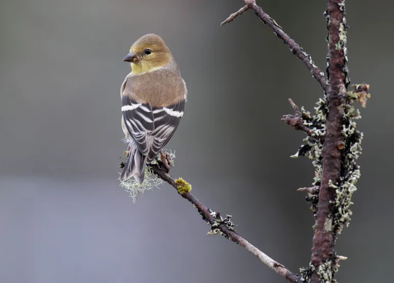 American Goldfinch